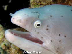 Grey moray by Sean Cooper 